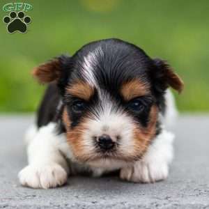 Daryl, Biewer Terrier Puppy